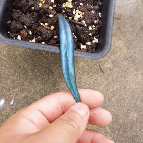 Reflective Blue Oil Fern (Microsorum thailandicum)