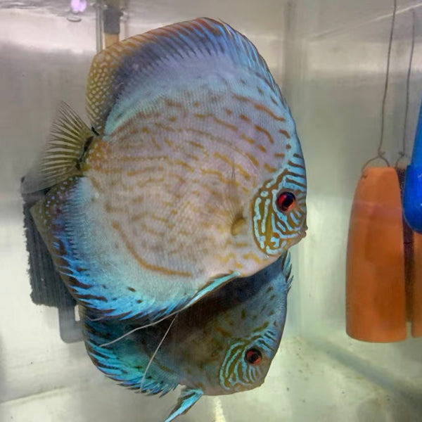 藍松石七彩神仙 ( Symphysodon discus )