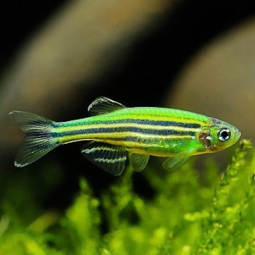 青蘋果斑馬 Zebrafish （Danio rerio）x 3條