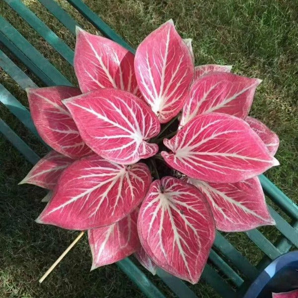 肥牛 / 白脈彩葉芋 (  Caladium ' Red w / White Vein ' )