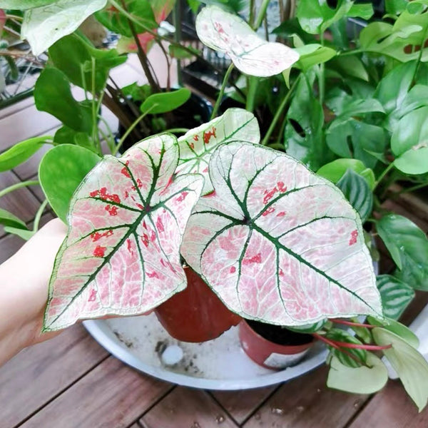 草莓之星彩葉芋 Caladium ' Strawberry Star ' ( Caladium bicolor )