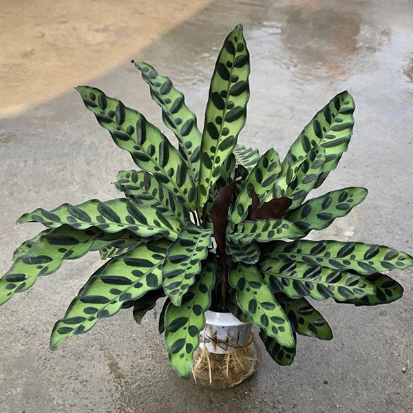 青紋竹芋 Calathea insignis