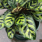 孔雀竹芋 Calathea makoyana