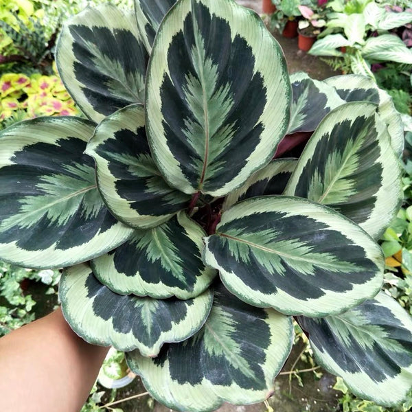 竹芋 Calathea medallion