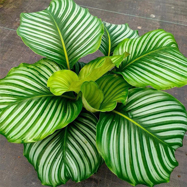 青蘋果竹芋 Calathea orbifolia