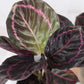 彩虹竹芋 Calathea roseopicta ' Dottie '