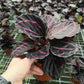 彩虹竹芋 Calathea roseopicta ' Dottie '