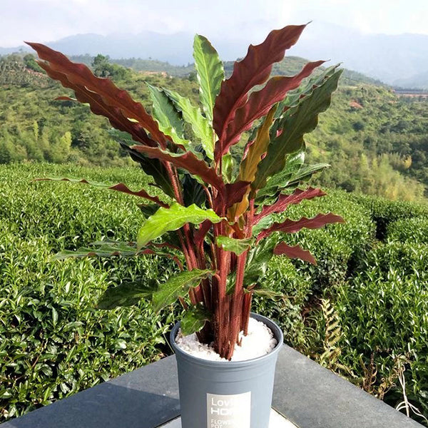 波浪竹芋 Calathea rufibarba