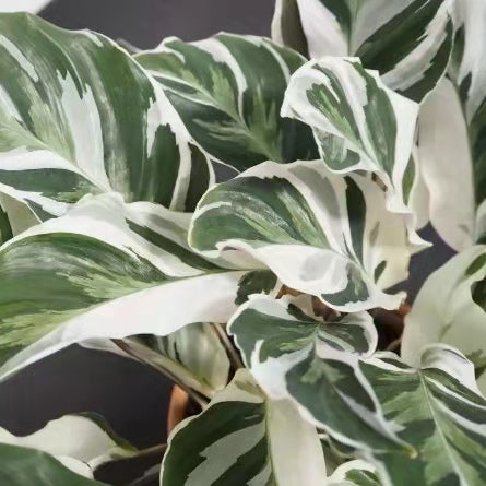 白油畫竹芋 Calathea ' White Fusion '