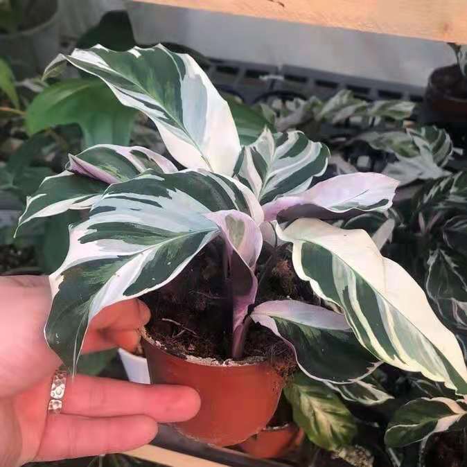 白油畫竹芋 Calathea ' White Fusion '