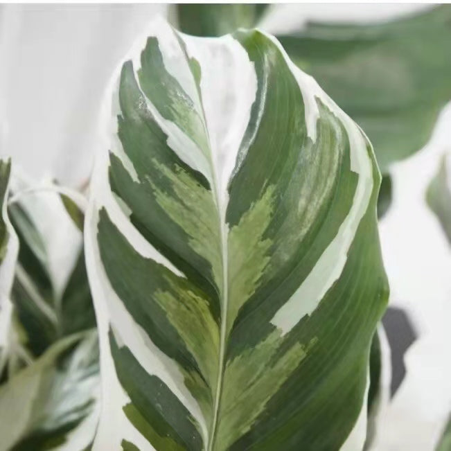 白油畫竹芋 Calathea ' White Fusion '