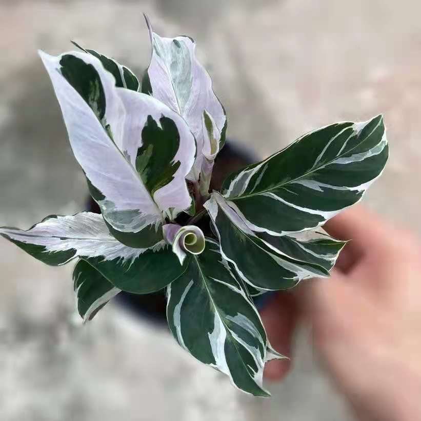 白油畫竹芋 Calathea ' White Fusion '