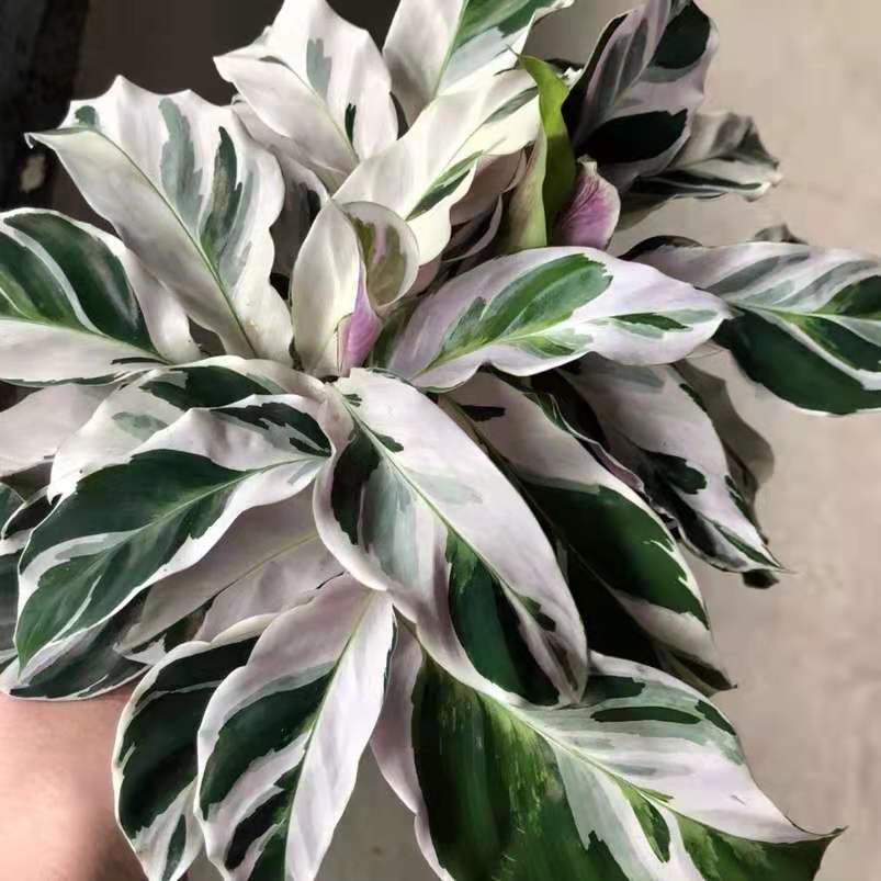 白油畫竹芋 Calathea ' White Fusion '