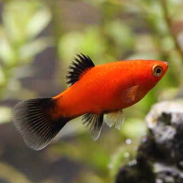 黑尾紅月光 （Xiphophorus maculatus）