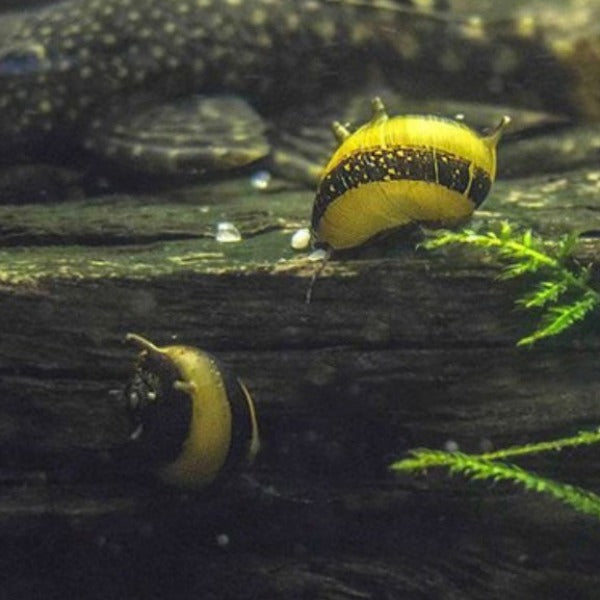 蜜蜂角螺-螺中明星 Beehorn snail（Clithon sp. ）