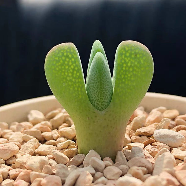 神風玉Cheiridopsis pillansii