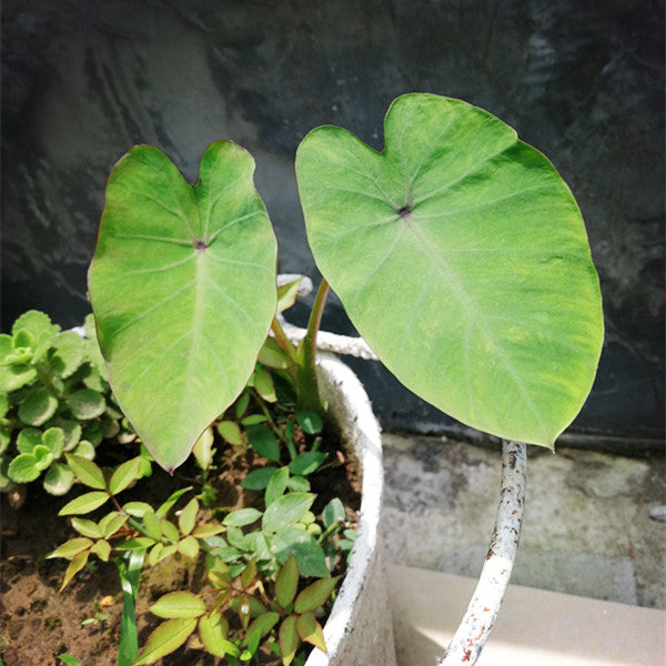 紫芋  Colocasia antiquorum