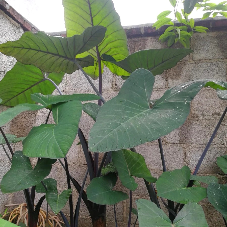 紫芋  Colocasia antiquorum