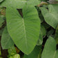 紫芋  Colocasia antiquorum