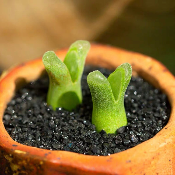 風鈴玉 Ophthalmophyllum littlewoodii ( Conophytum devium )