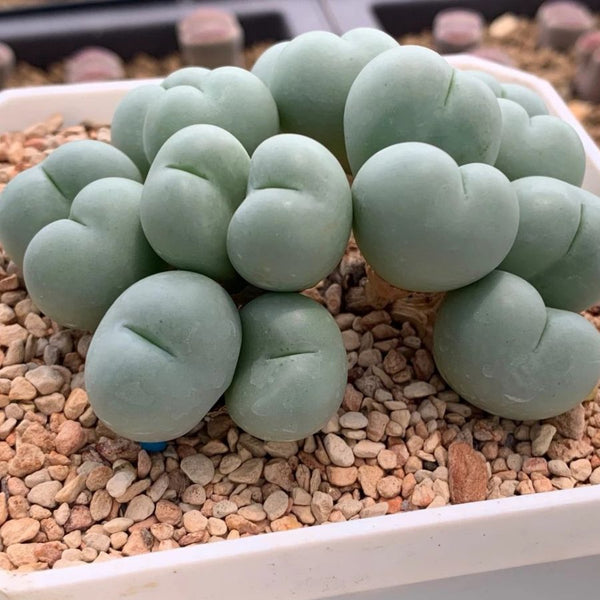 肉錐 Conophytum globosum