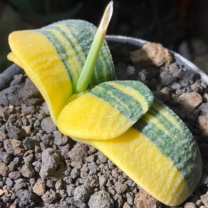 臥牛錦 Cow tongue (Gasteria armstrongii f.variegata)