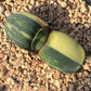 臥牛錦 Cow tongue (Gasteria armstrongii f.variegata)