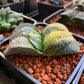 臥牛錦 Cow tongue (Gasteria armstrongii f.variegata)