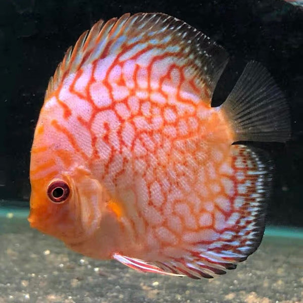 鴿子紅七彩神仙魚 （ Symphysodon discus ）