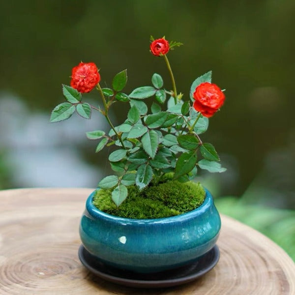 胭脂紅微型月季 （Rose Miniature '  Carmine ' ）