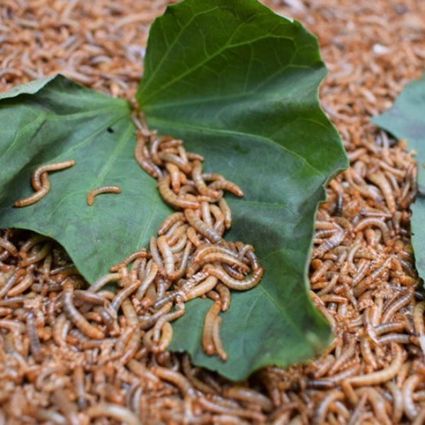 麵包蟲-活糧/活餌 Mealworm