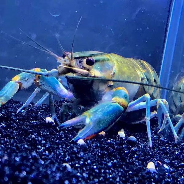 澳洲淡水龍蝦（ Cherax quadricarinatus ）