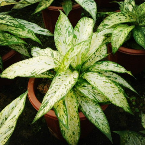 花葉萬年青 Dieffenbachia ' Star bright '