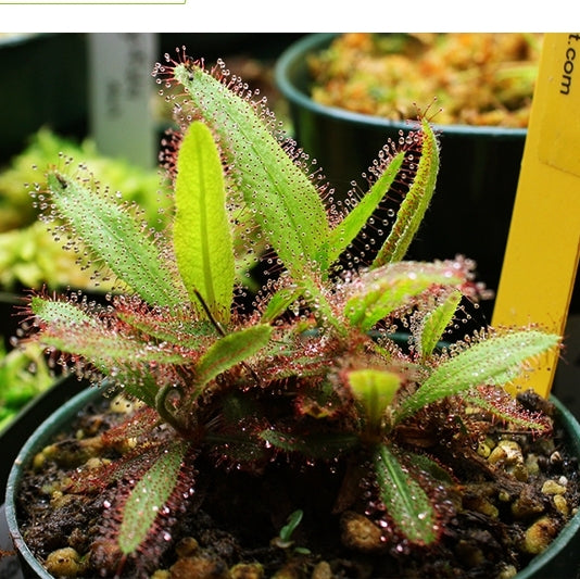 阿帝露毛氈苔茅膏菜 Drosera adelae