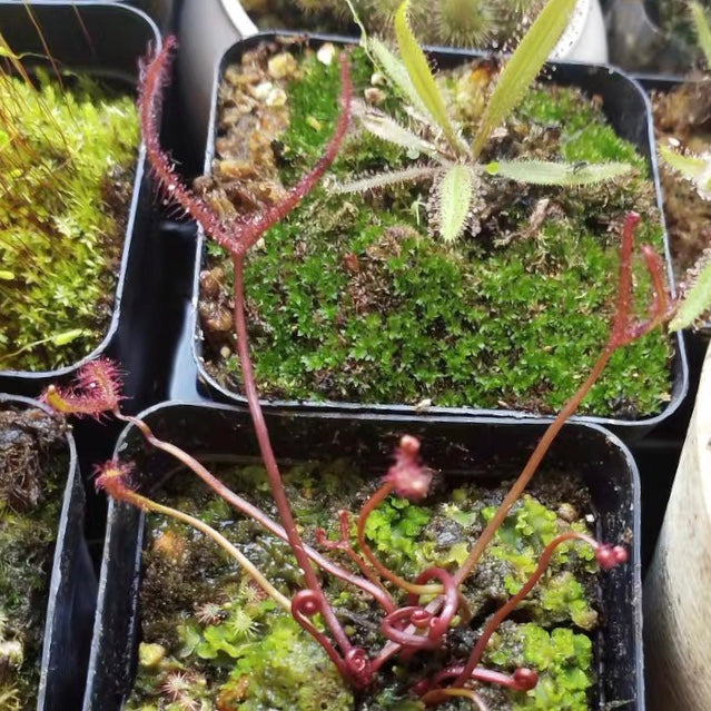 叉葉毛氈苔茅膏菜 Drosera binata