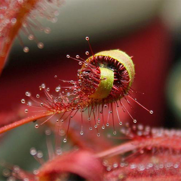 Cape sundew Drosera capensis (Cape sundew)