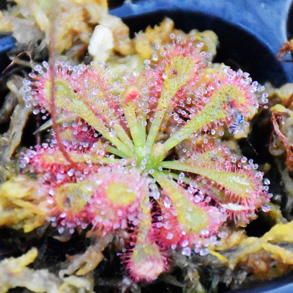 洛弗麗毛氈苔茅膏菜 Drosera lovellae