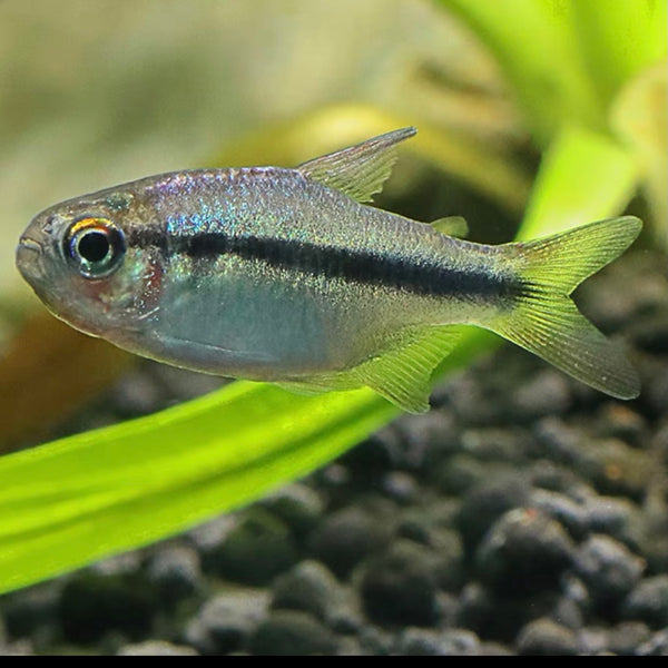 皇室青魔鬼 Imperial Lapis Tetra （Hyphessobrycon sp. ）