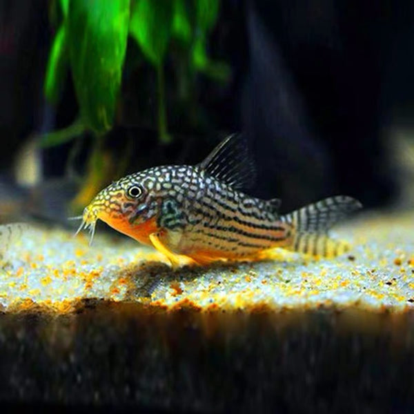 珍珠鼠 Sterba's Cory  (Corydoras sterbai)