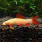 粉紅鯊 rainbow shark (Labeo erythrurus)