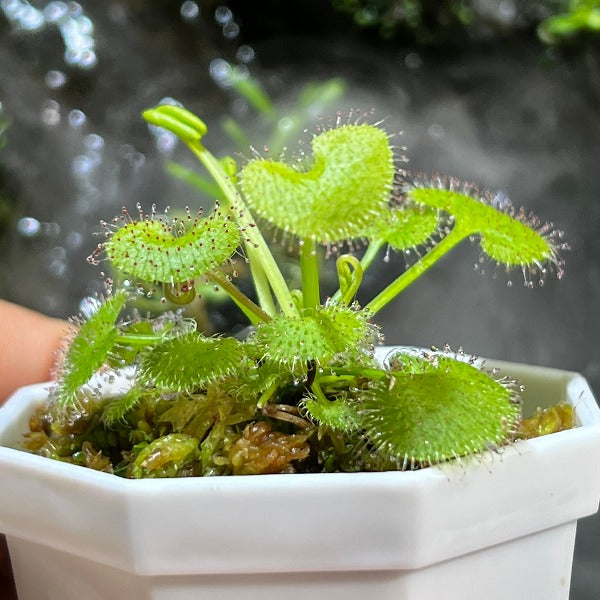 負子愛心毛氈苔茅膏菜 Sundews ( Drosera prolifera )