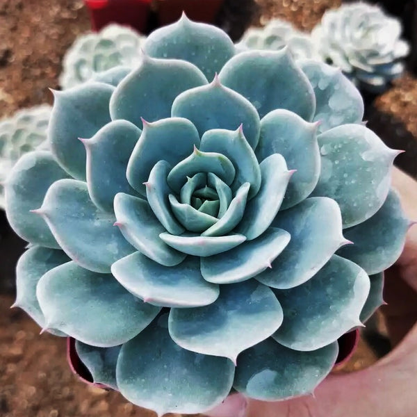 雪域 Echeveria ' Deresina '