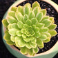 翡翠冰 蓮花掌屬 Emerald Ice (Aeonium)