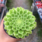 翡翠冰 蓮花掌屬 Emerald Ice (Aeonium)