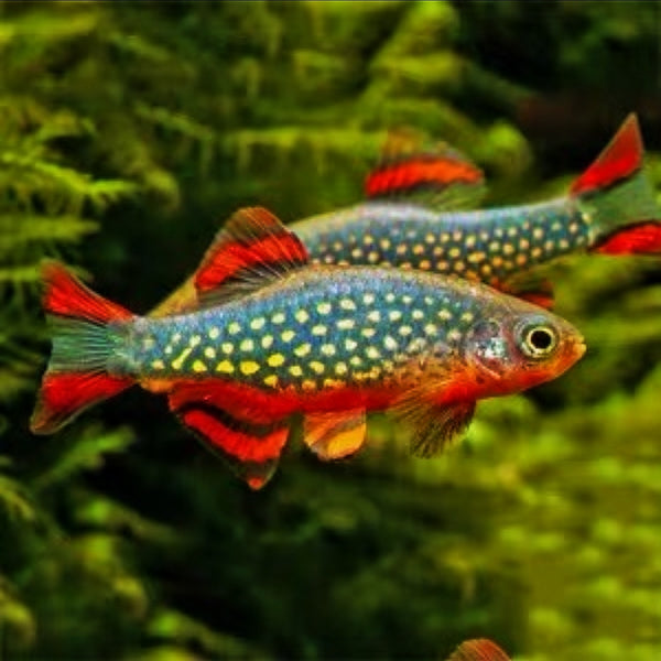 火翅金鑽 Danio margaritatus （Celestichthys margaritatus）