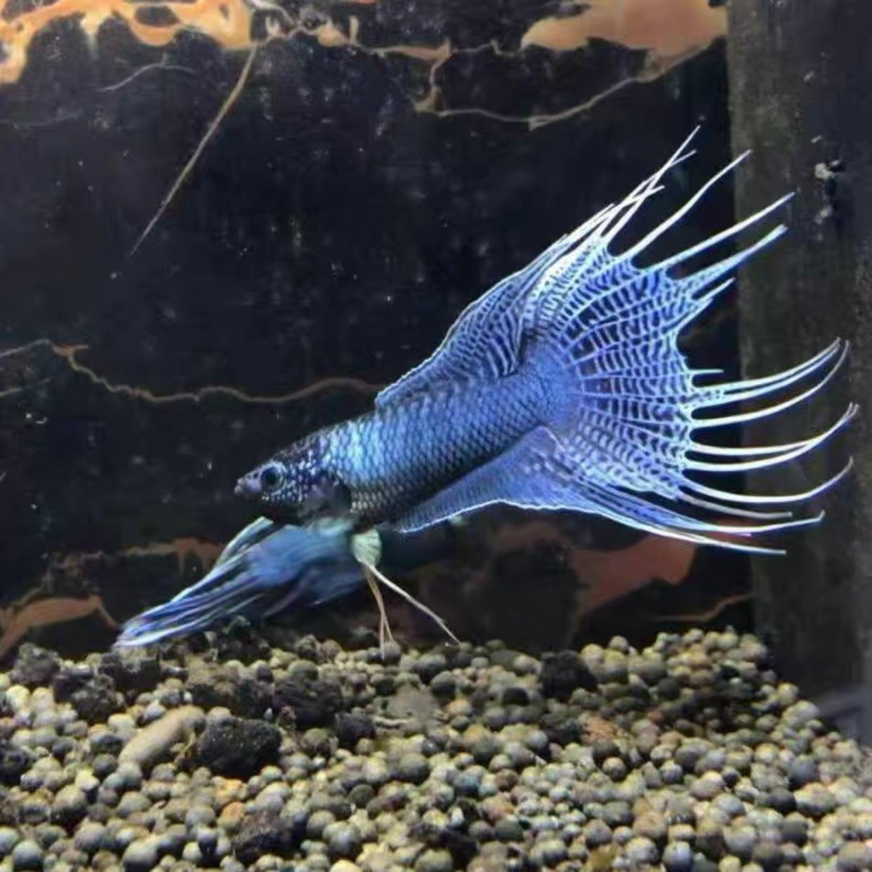 蛇紋藍叉尾鬥魚 (Macropodus sp.)