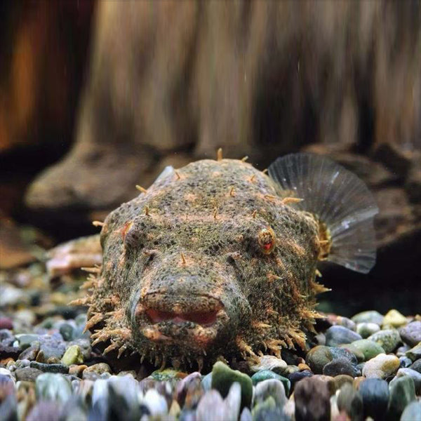 毛毛狗頭 Hairy Puffer (Tetraodon baileyi)