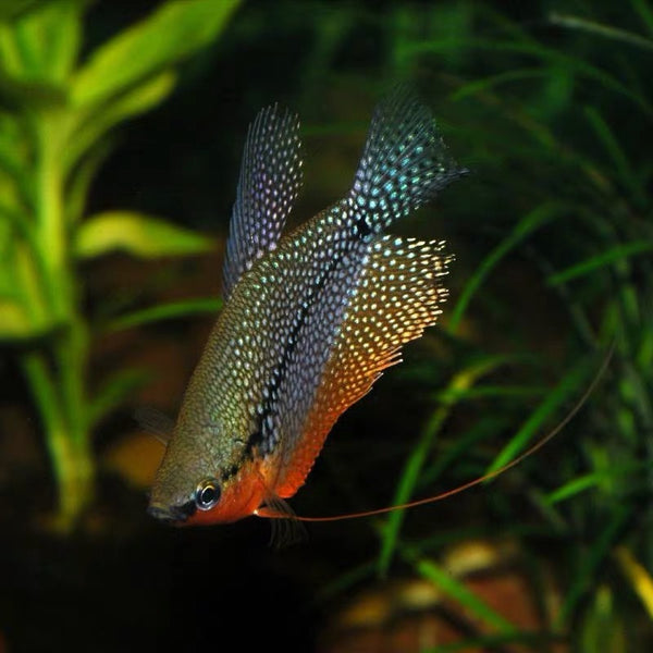 珍珠馬甲 Pearl Gourami (Trichopodus leerii)