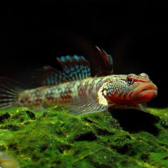 紋腮吻蝦虎 （Rhinogobius SP ）