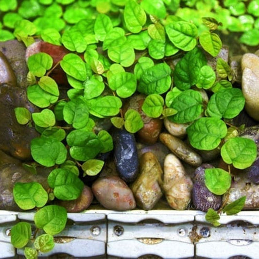 Ficus Pumila ( Creeping fig )